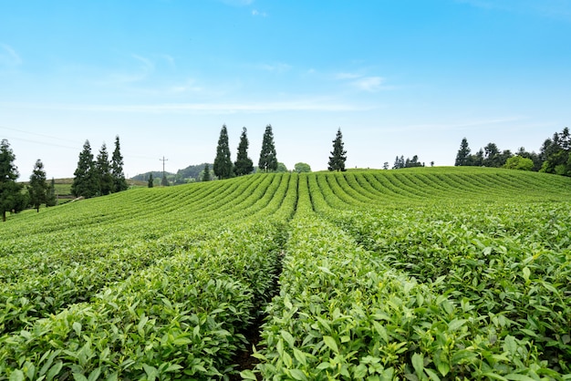 Plantación de té en la cima de la montaña.