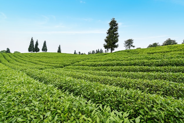 Plantación de té en la cima de la montaña.