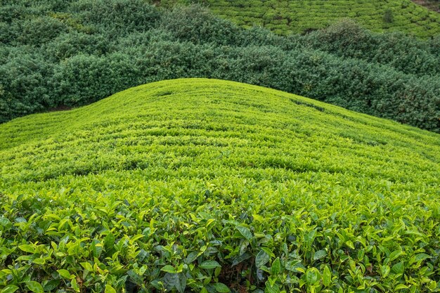 Plantación de té en ella srilanka