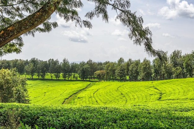 Plantación de té en Etiopía