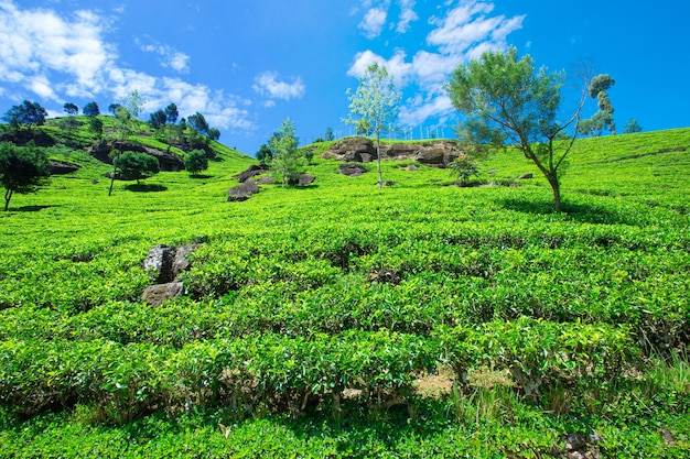 Plantación de té . Fondo de la naturaleza