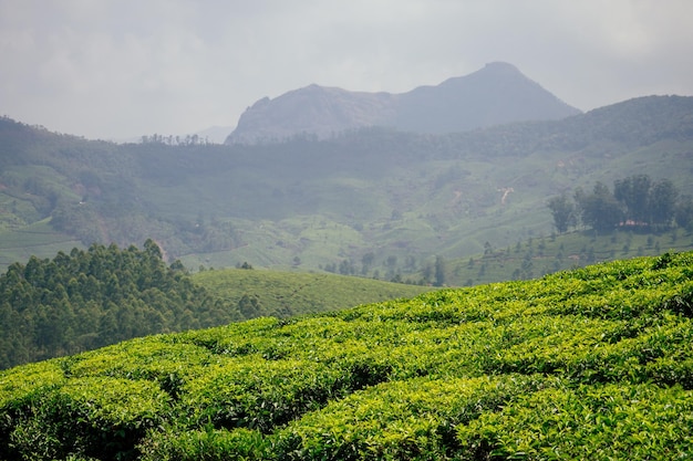 Plantación de té grande y verde sol en la India