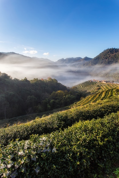 Plantación de té hermosa atracción turística famosa paisaje en Doi en Doi Ang Khang