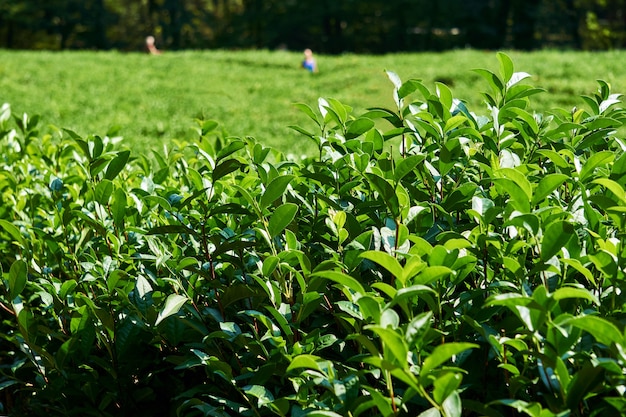 Plantación de té - hojas de cerca y fondo borroso con personas