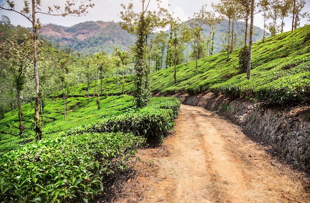 Plantación de té en India