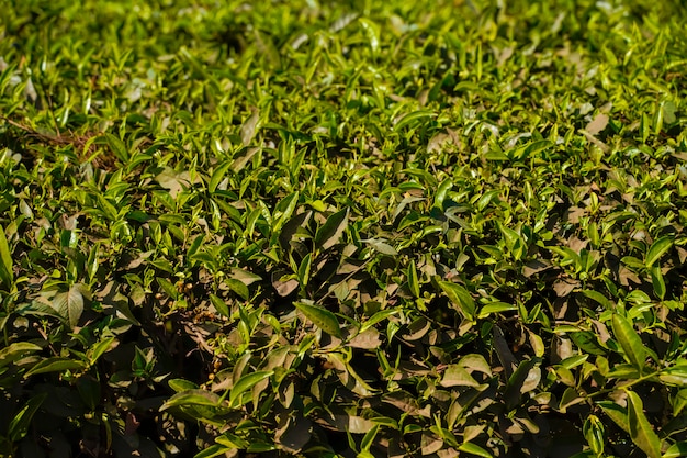 Plantación de té en India