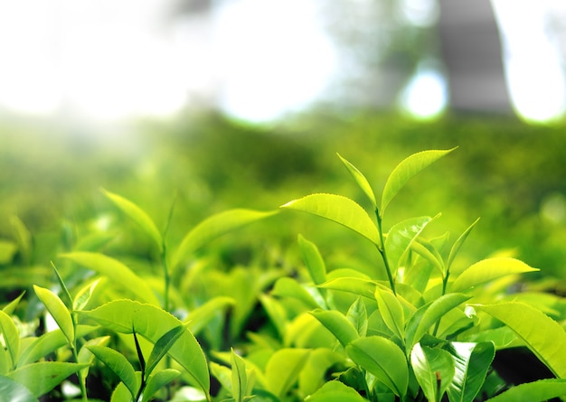 Plantación de té en el interior de Sri Lanka