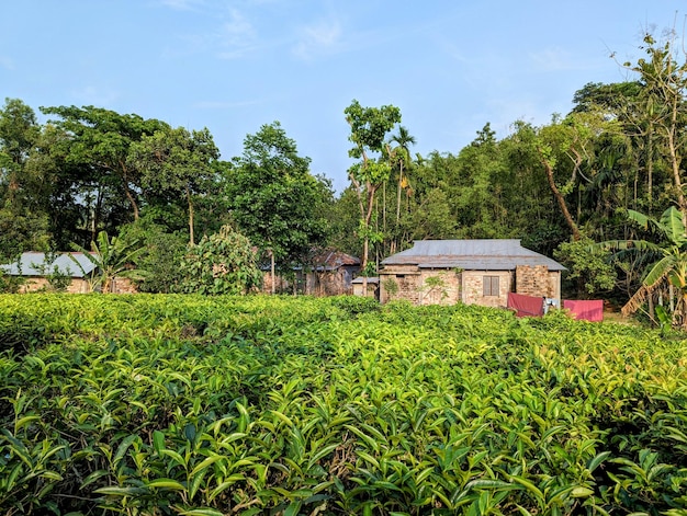 Una plantación de té en medio de un bosque.