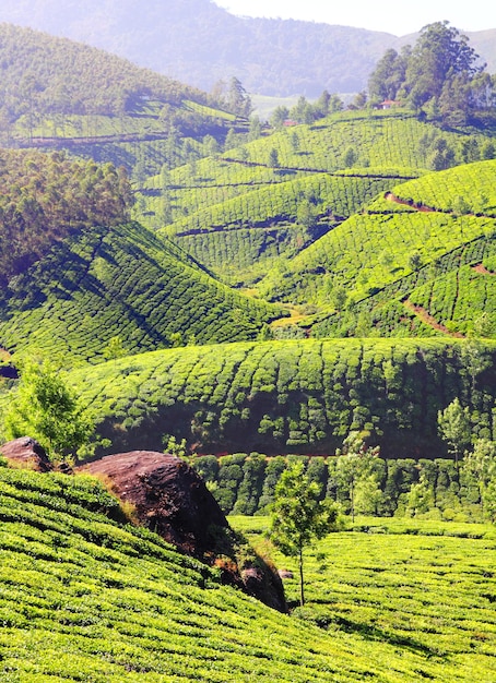 Plantación de té de montaña en India