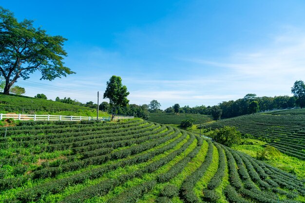 Plantación de té en la montaña por la mañana