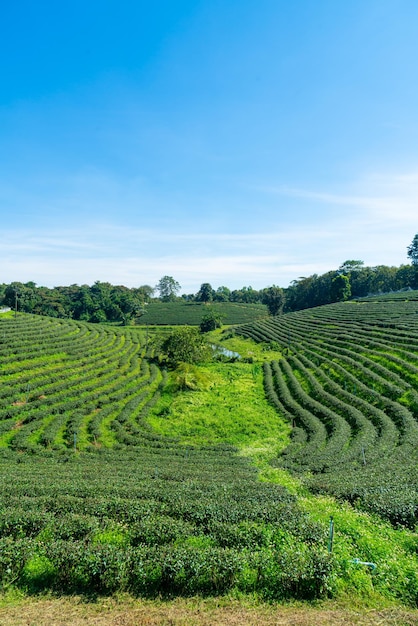 Plantación de té en la montaña por la mañana