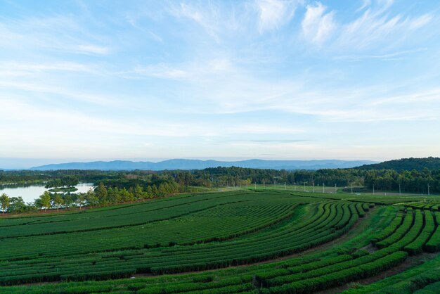 Plantación de té en la montaña por la mañana