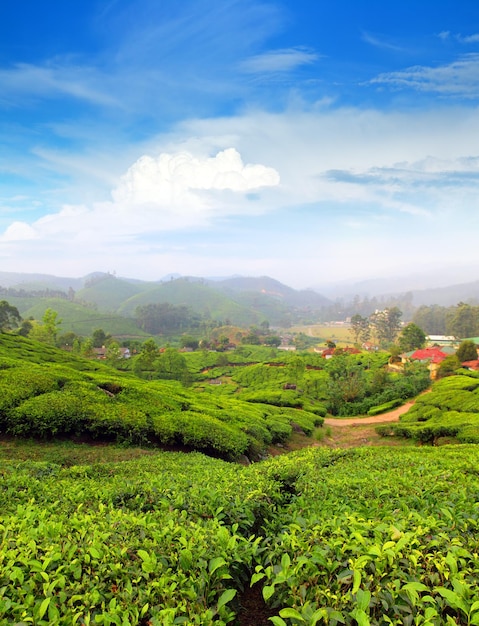Plantación de té de montaña en Munnar, Kerala, India
