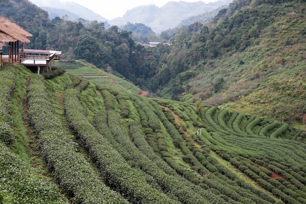 Plantación de té en la montaña.