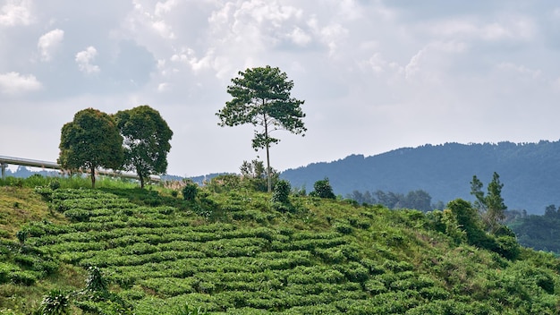 Una plantación de té en las montañas de sri lanka