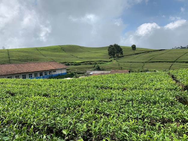 Una plantación de té en munnar, kerala