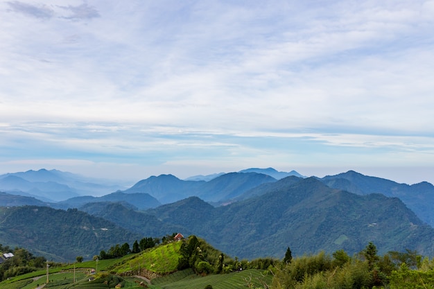 Plantación de té y naturaleza de montaña en Taiwán