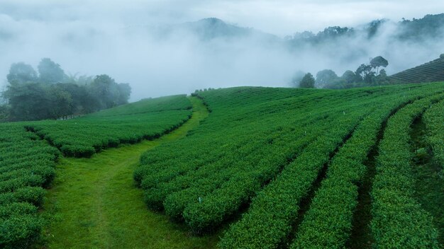 Foto plantación de té en el norte de tailandia con un fondo de niebla de la mañana temprano montaña