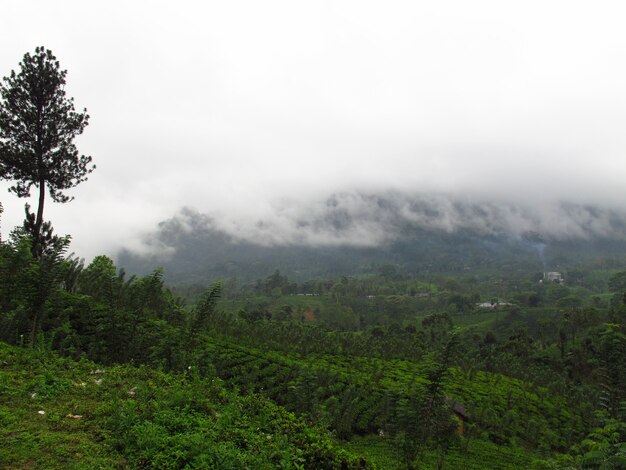 La plantación de té en Nuwara Eliya, Sri Lanka