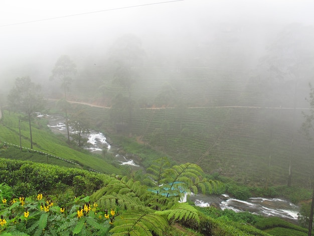 La plantación de té en Nuwara Eliya, Sri Lanka