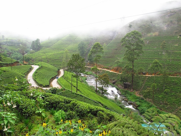 La plantación de té en Nuwara Eliya, Sri Lanka