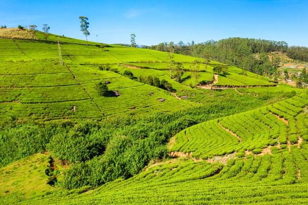 Plantación de té Nuwara Eliya