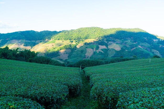 Plantación de té y plantación de té verde en la colina de la montaña.