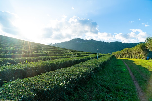 Plantación de té y plantación de té verde.