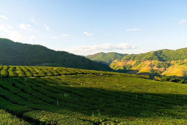 Plantación de té y plantación de té verde.