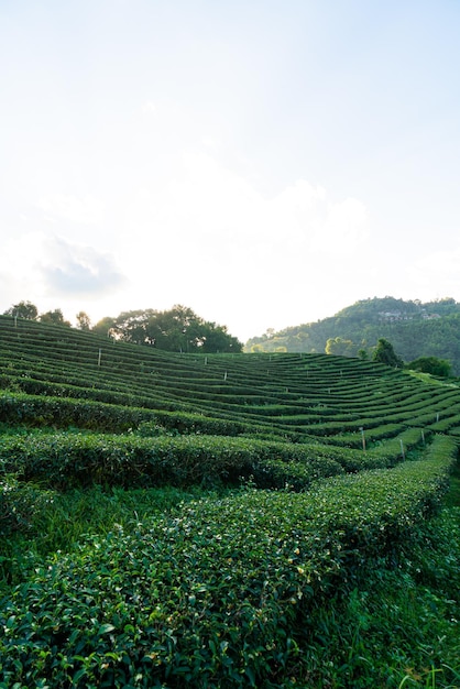 Plantación de té y plantación de té verde.