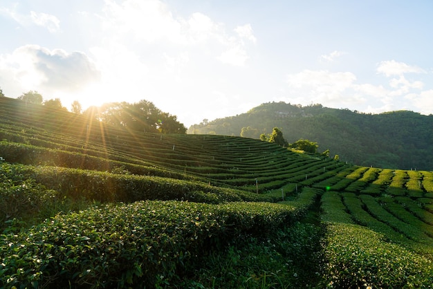 Plantación de té y plantación de té verde.