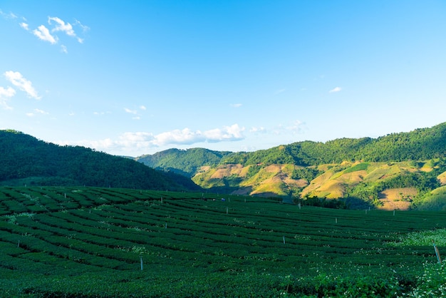 Plantación de té y plantación de té verde.