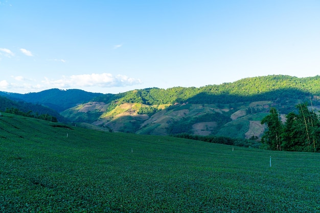 Foto plantación de té y plantación de té verde.