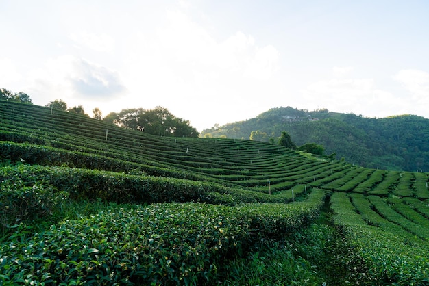 plantación de té y plantación de tea verde