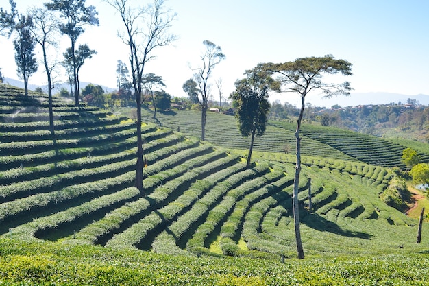 Plantación de té plantada en la montaña