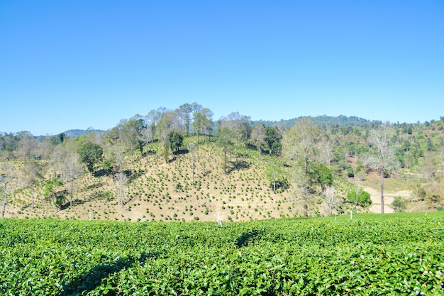 Plantación de té plantada en la montaña