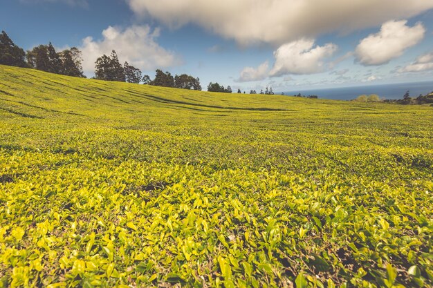 Foto plantación de té en porto formoso, en la costa norte de la isla de são miguel, las azores son uno de los principales destinos turísticos para las vacaciones en portugal.