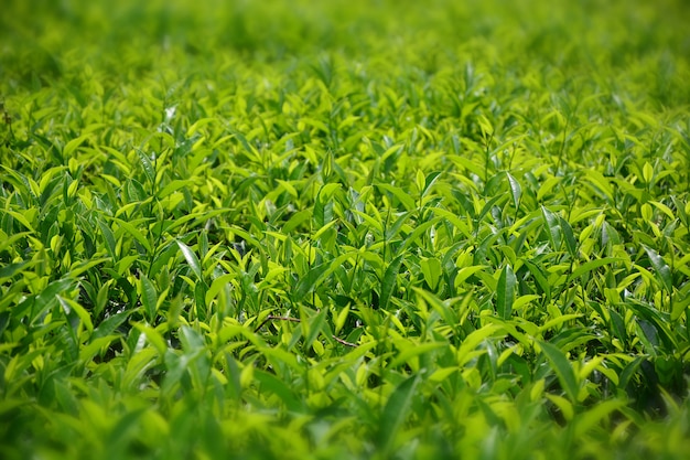 Plantación de té en Sri Lanka