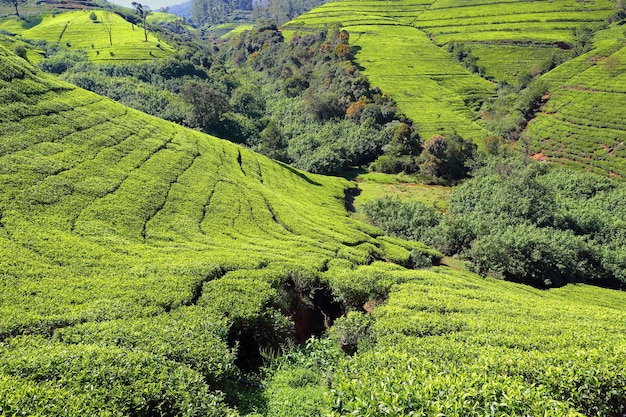 Plantación de té en Sri Lanka