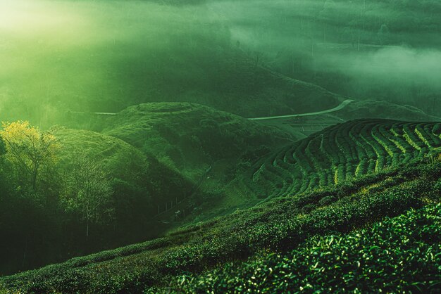 Plantación de té temprano en la mañana