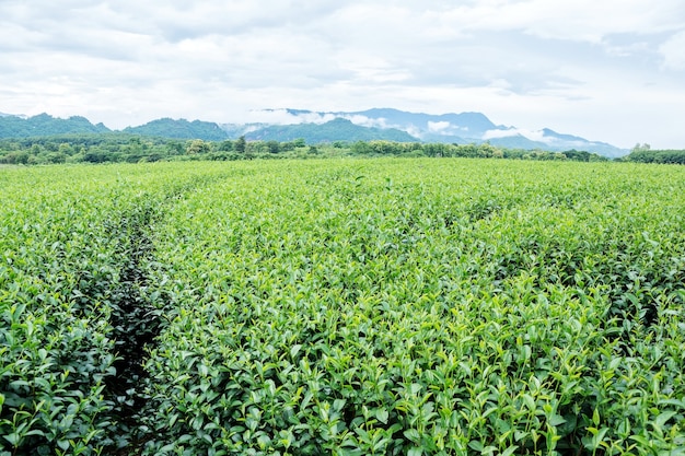 Plantación de té verde en Chiang Rai, Tailandia.