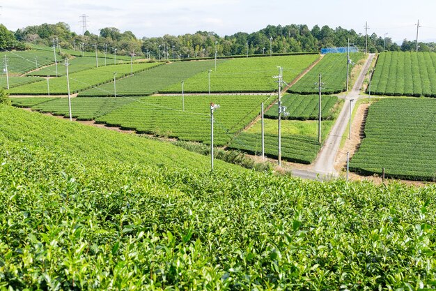 Plantación de té verde fresco