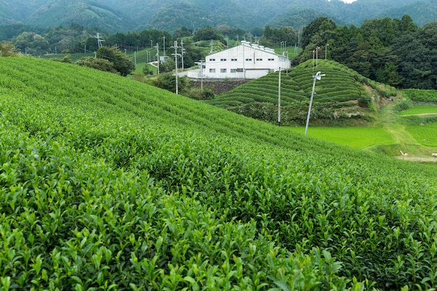 Plantación de té verde en Japón