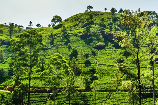 Plantación de té verde en las montañas Sri Lanka