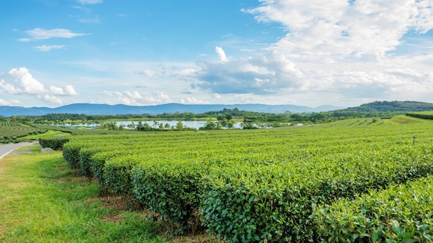 plantación de té verde en el parque Singha Chiang Rai