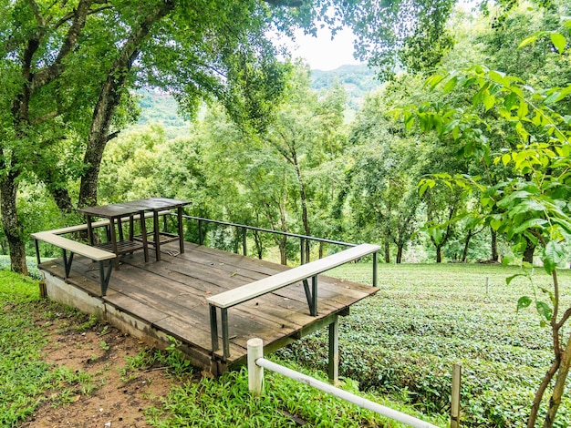 Foto plantación de té verde en tailandia.