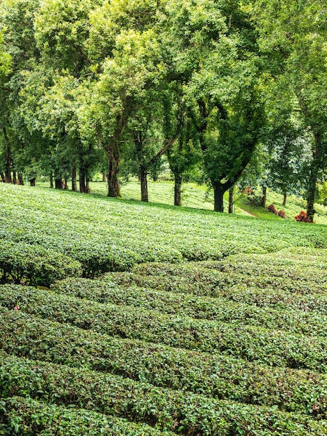 Foto plantación de té verde en tailandia.