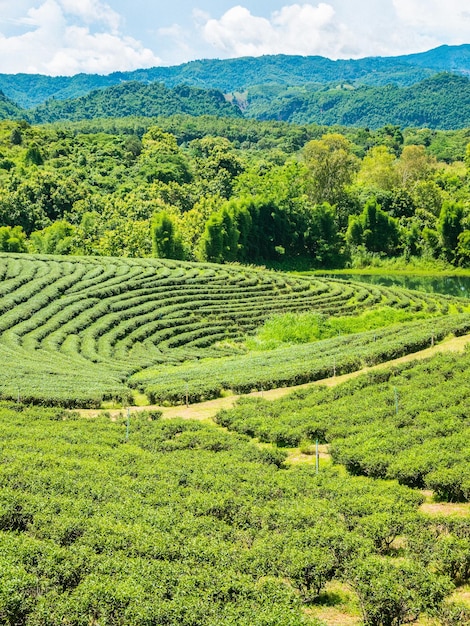Plantación de té verde en Tailandia.