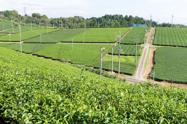 Plantación de té verde