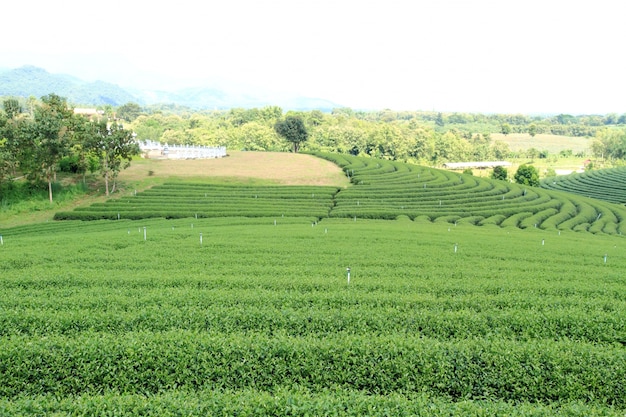 Plantación de té